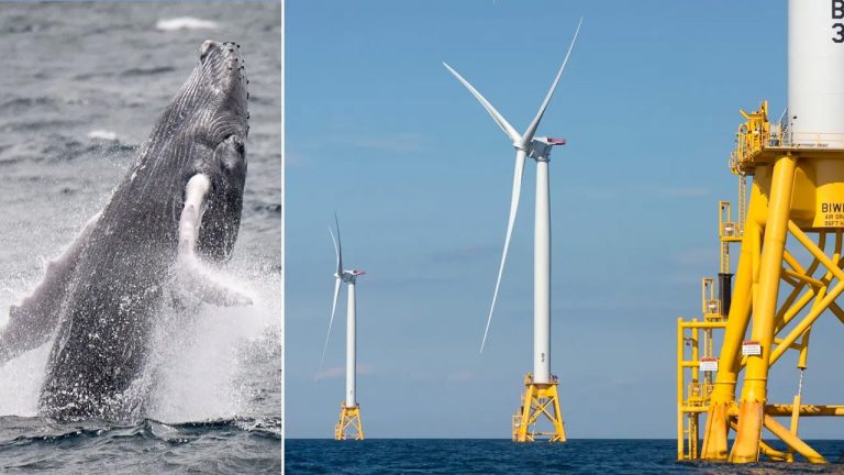Conservative groups can keep fighting to save whales from Biden-supported wind farm.