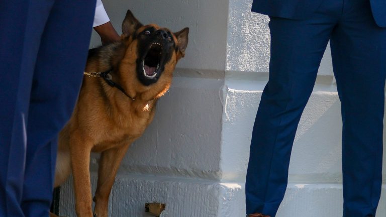 Report: Biden’s dog attacked Secret Service multiple times.